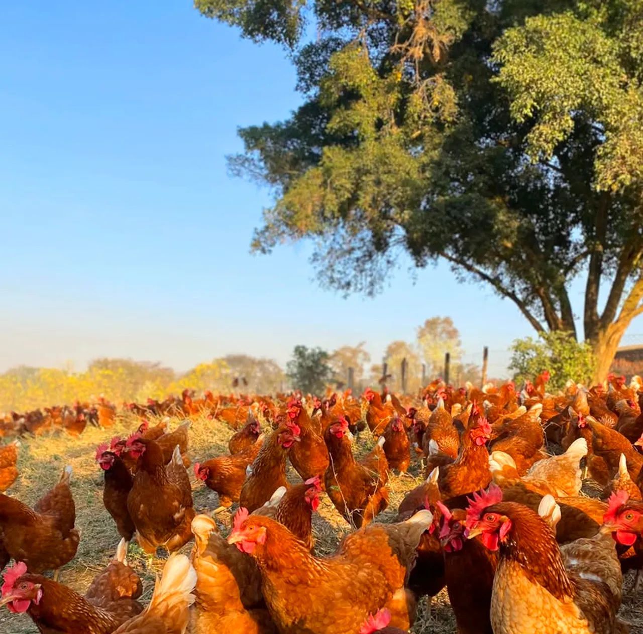 ovos orgânico - Foto 5