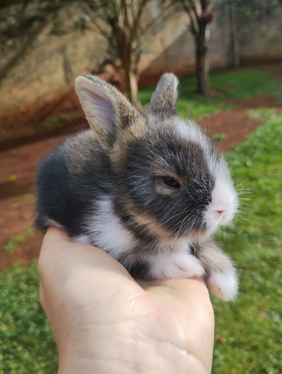 Mini coelho  - Foto 4