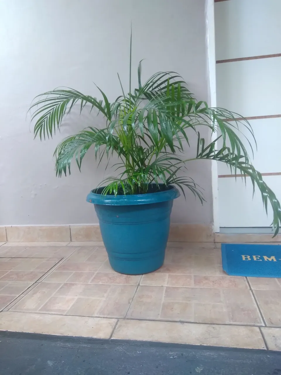 Planta areca bambu em vaso decorativo
