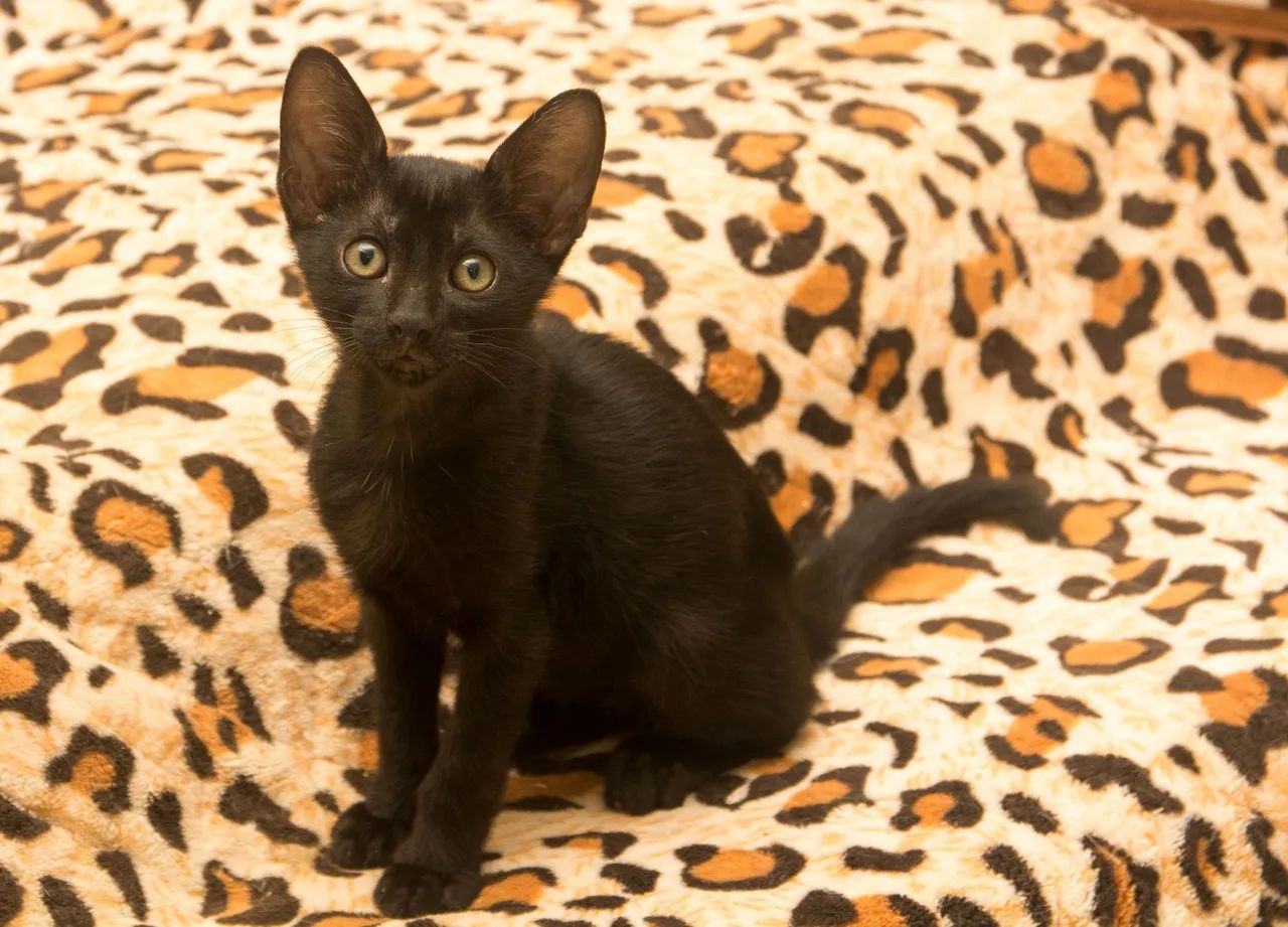 Doa-se filhotes de gatos machos Campo grande/RJ - Foto 3