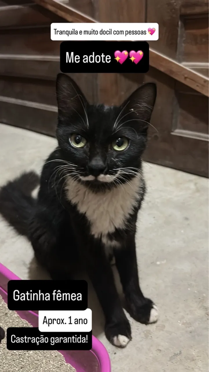Gatinha fêmea para adoção - Castrada e dócil!