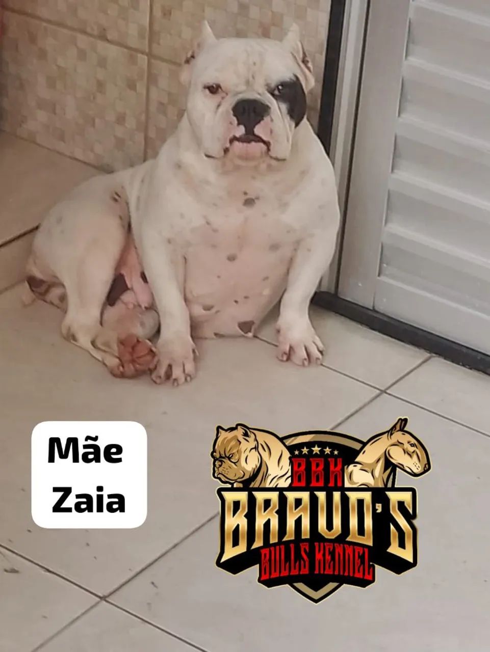 Filhote de América bully exotic  - Foto 2