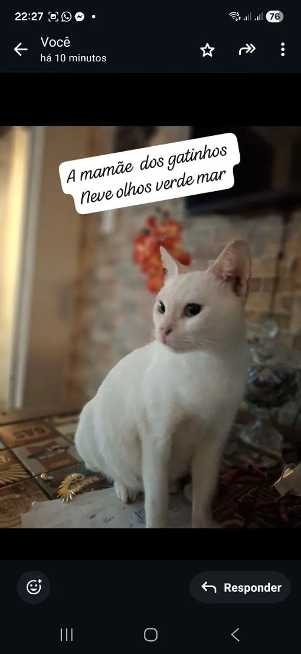 Lindos gatinhos p adoção  - Foto 4