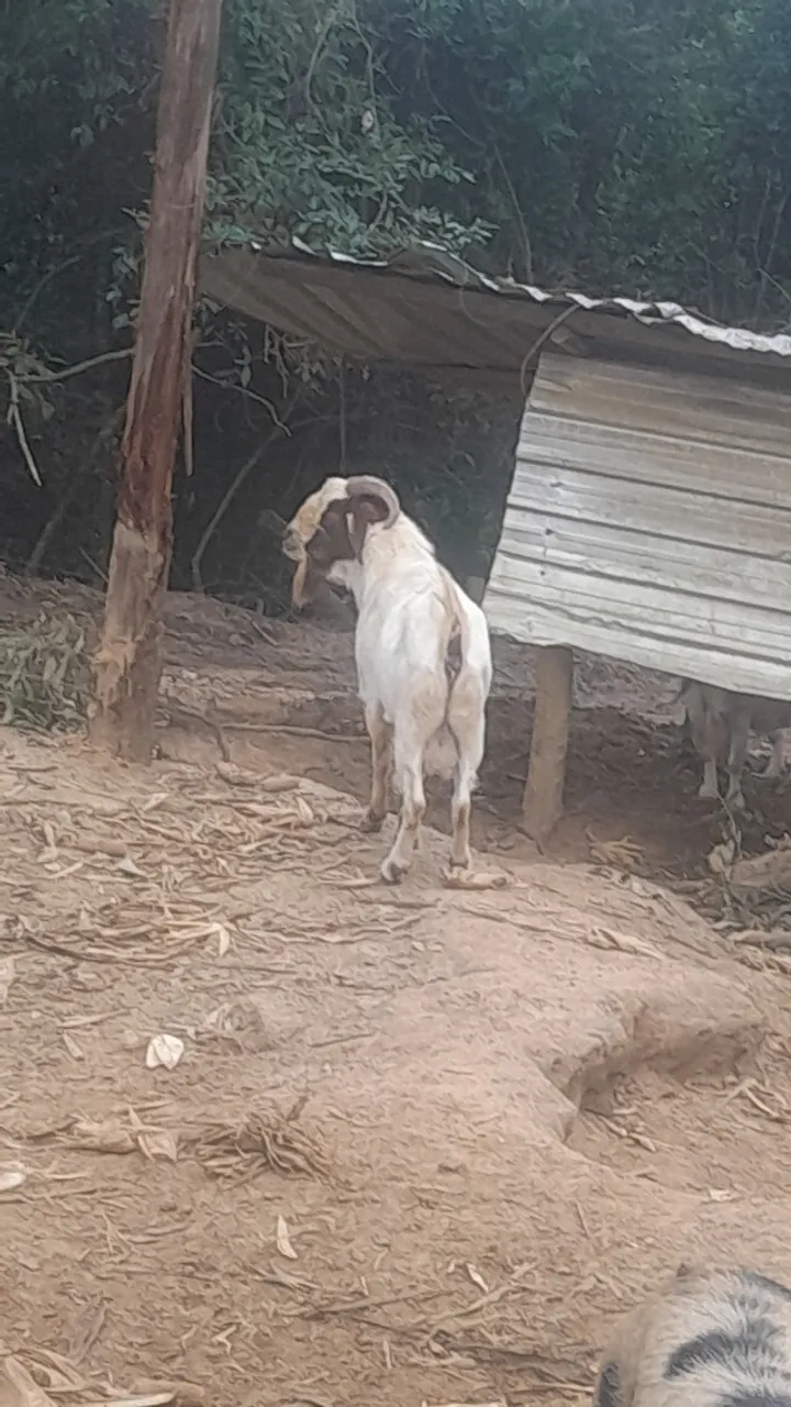 Cabras 