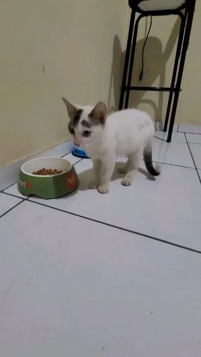 Gatinho Branco e Cinza de 5 meses