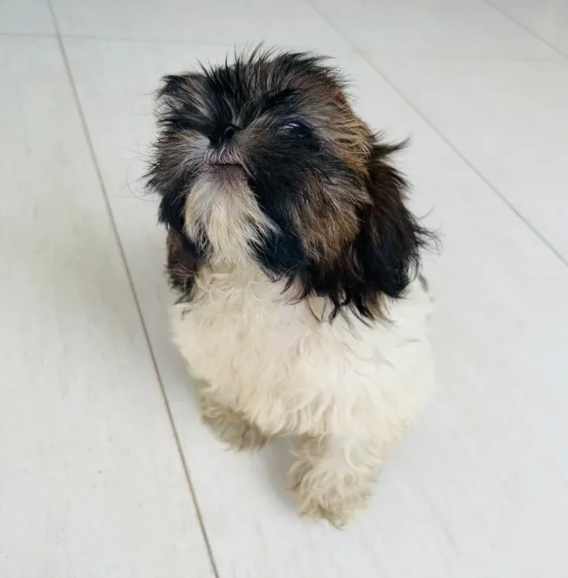 Shih-tzu a venda 