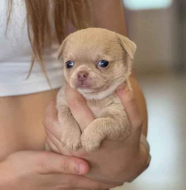 Chihuahua Macho Chocolate: O Filhote Que Vai Conquistar Seu Coração!