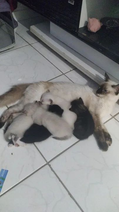 Gatos Siameses Filhotes
