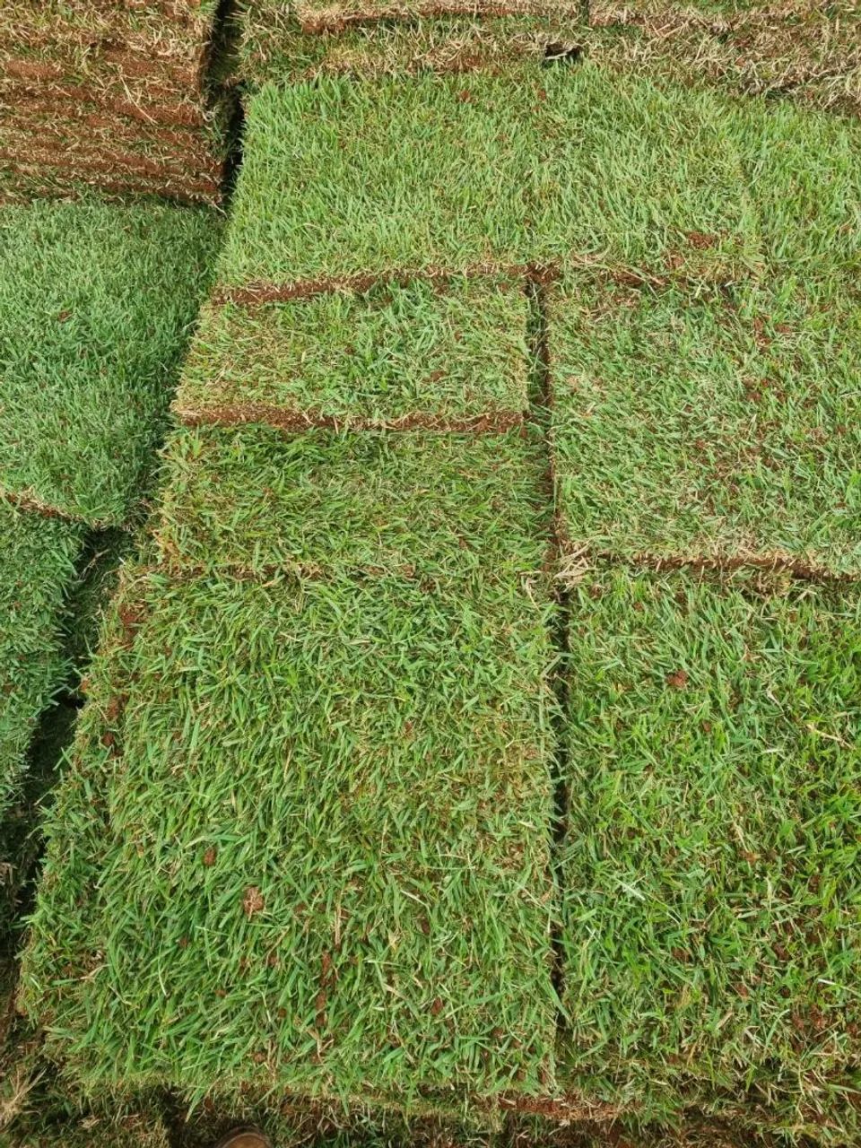 Grama esmeralda itogras 12 reais promocao 