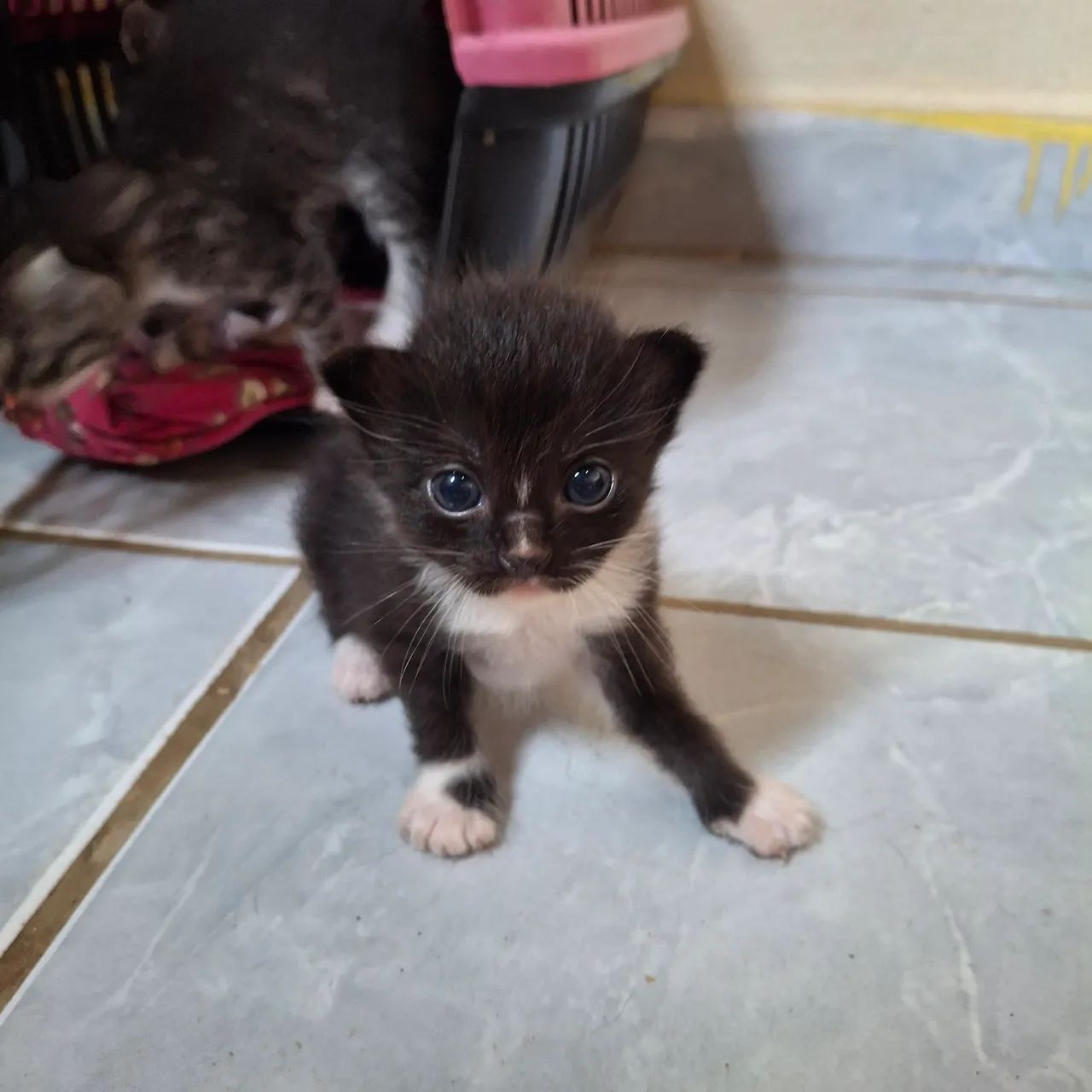 4 gatinhas fofinhas para adoção - Foto 3