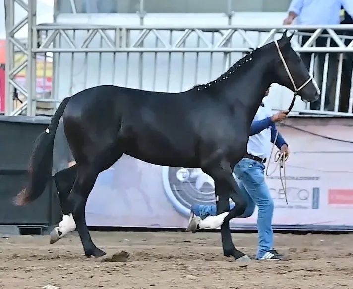 Mangalarga paulista exemplar - Foto 2