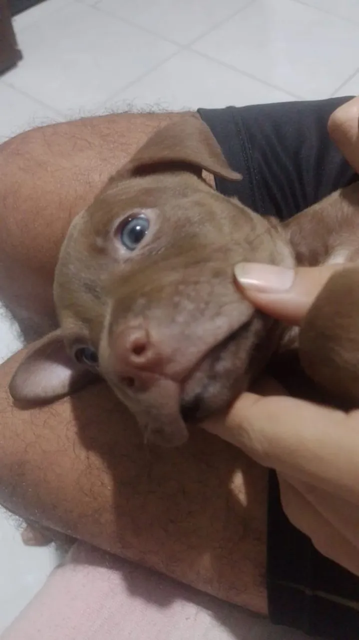 Filhote de American Bully e Pit monster olhos claros azuis