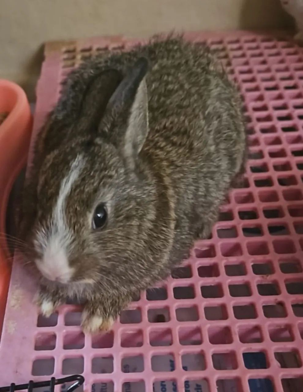 Filhotes de coelho mini pra venda.. - Foto 2