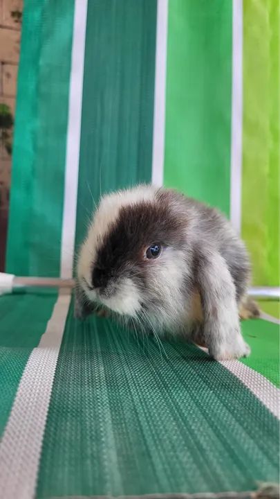 Coelhos Mini Lop 