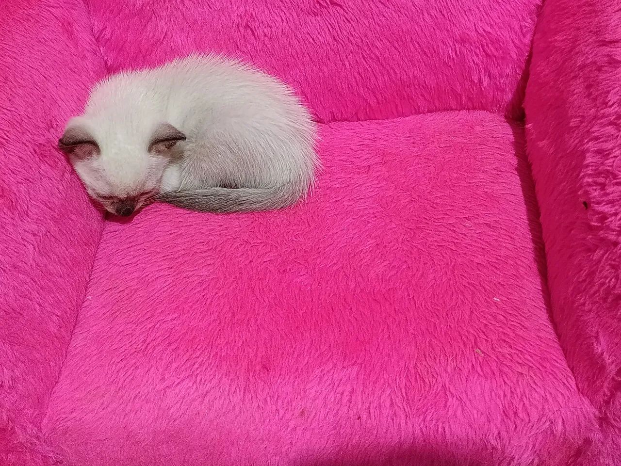 Doação de gato siamês. - Foto 4