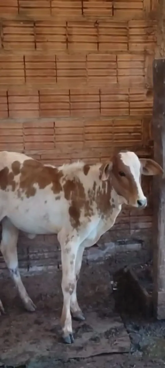 Bezerra pintado