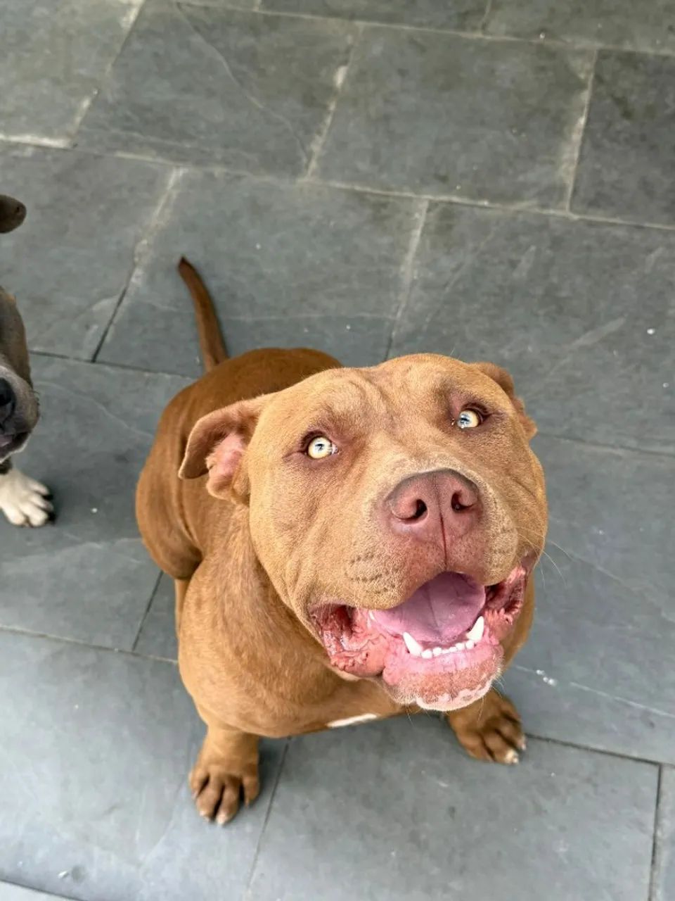 doação de pitbull - Foto 2