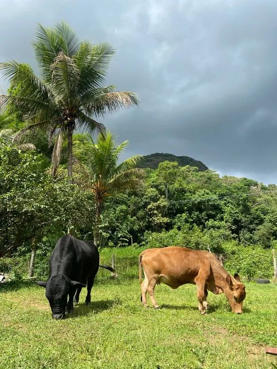 Casal de mini boi  - Foto 4