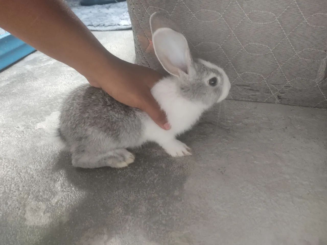 Coelha fêmea nova Zelândia filhote a venda - Foto 6