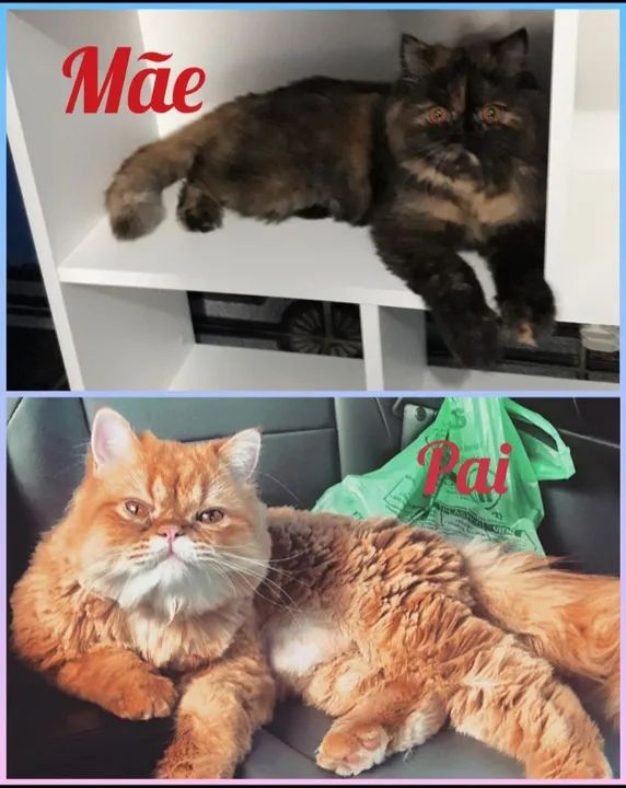 Filhotes Gatinhos Persas - Foto 5