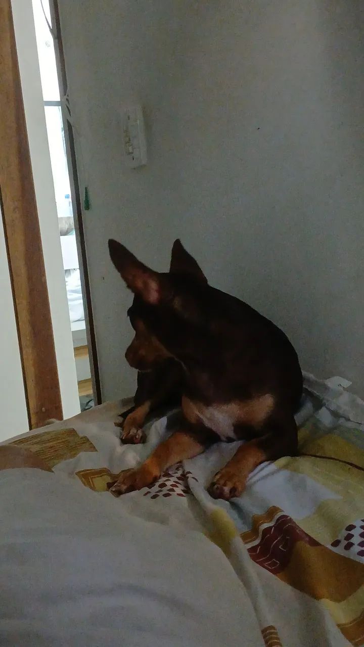 Doação para quem ama aninal. Pisncher n?n4 grandinha 6 meses - Foto 2