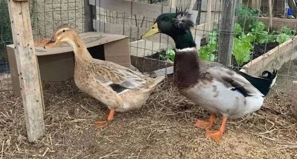 Vendo Marrecos Rouen Puros - Lindos e Saudáveis - Animais para ...