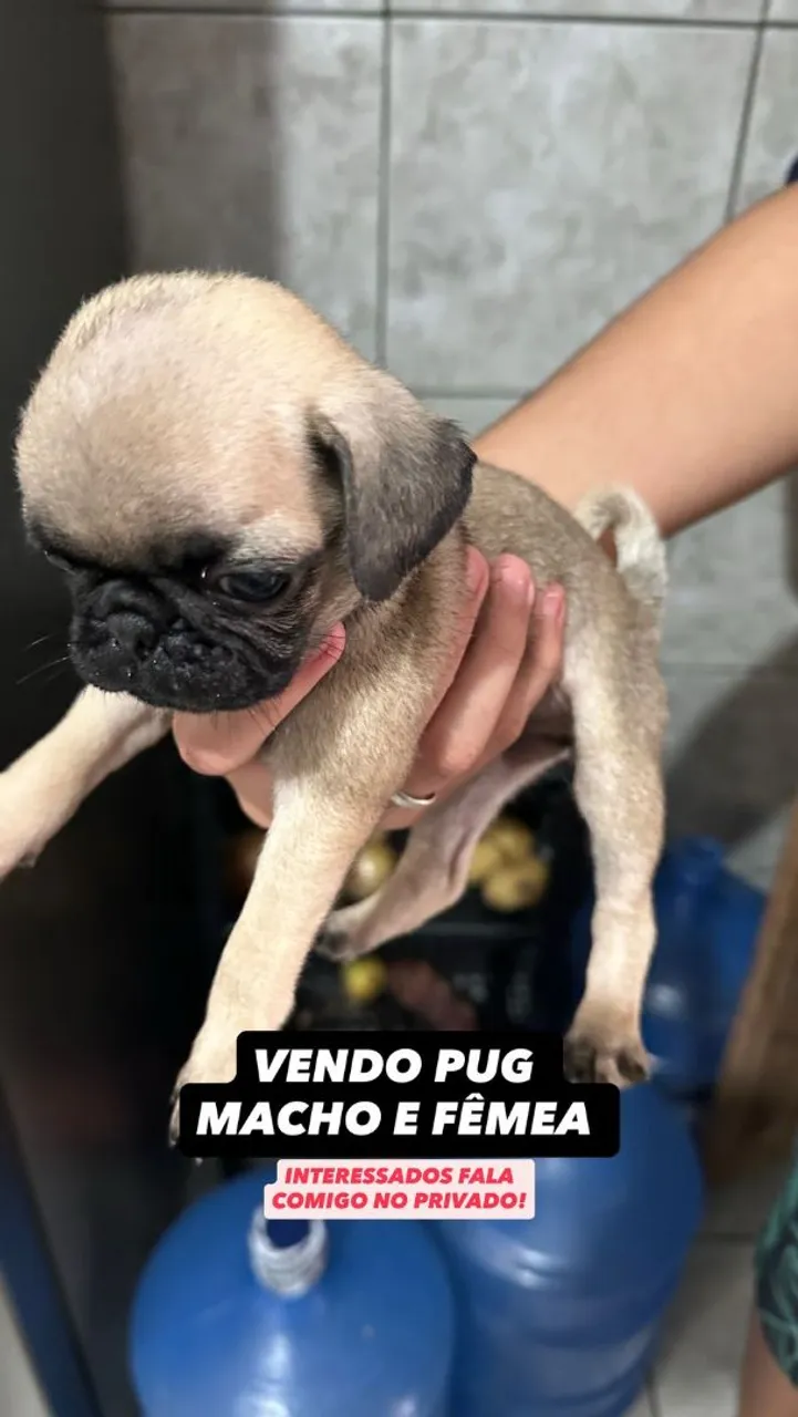 Filhotes de Pug - Macho e Fêmea