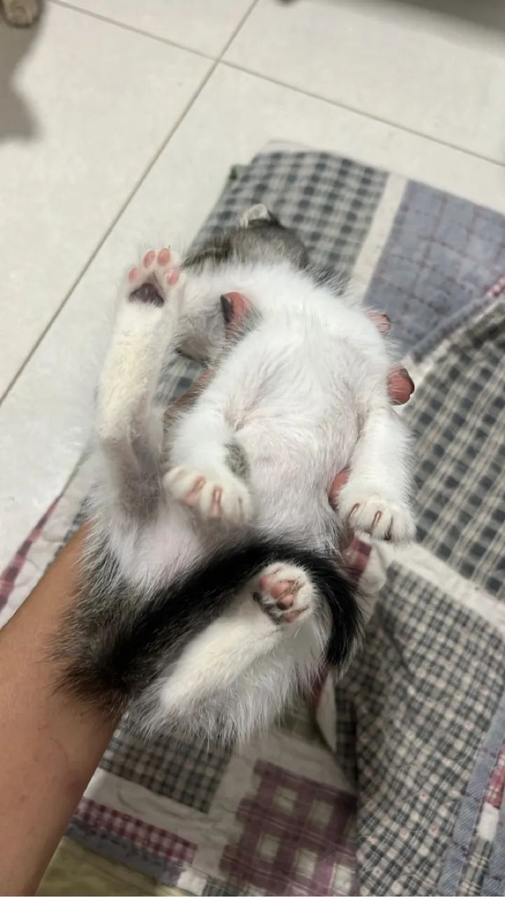 Gatinho para adoção  - Foto 5