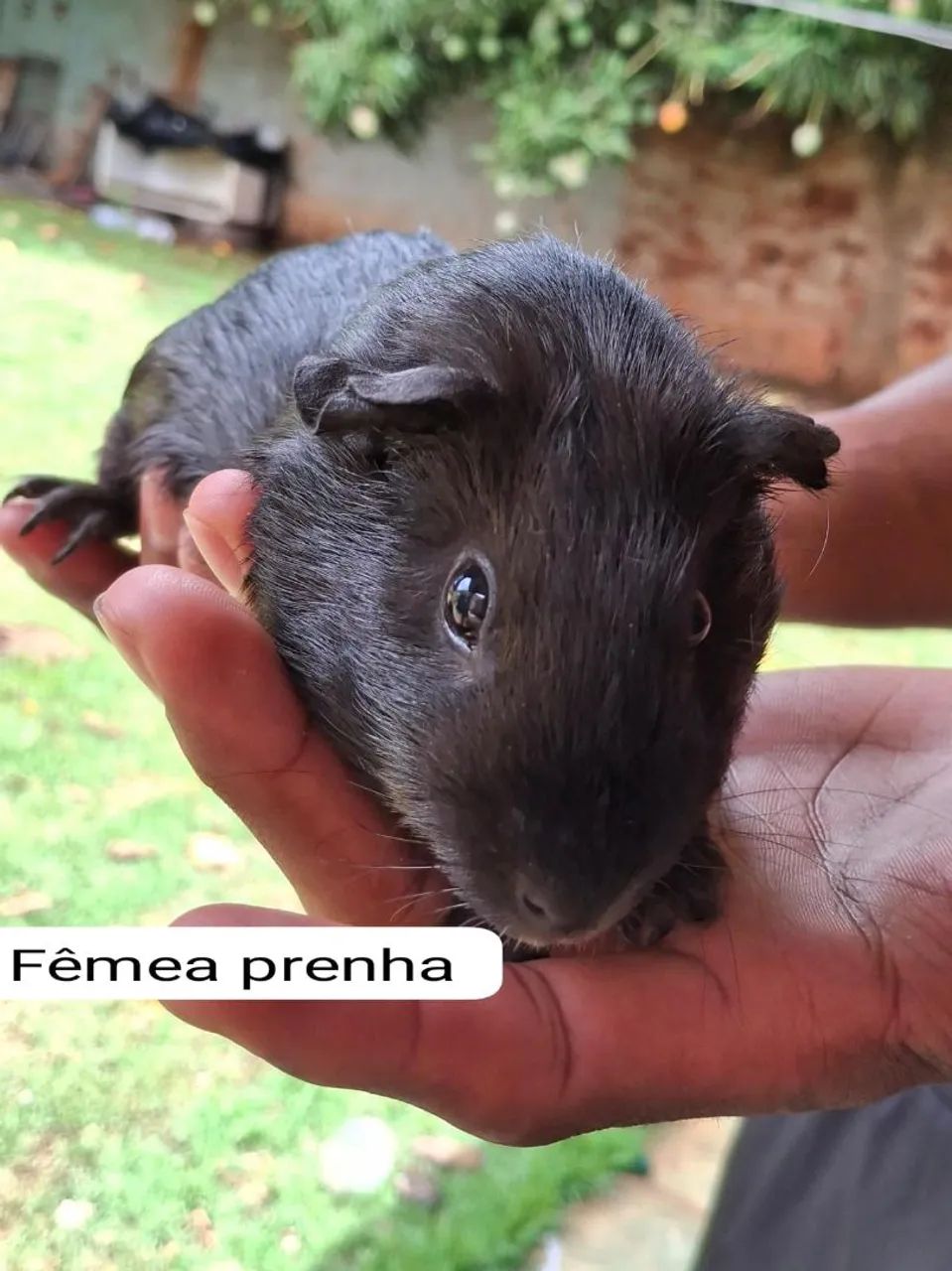 Porquinho da índia - Foto 5