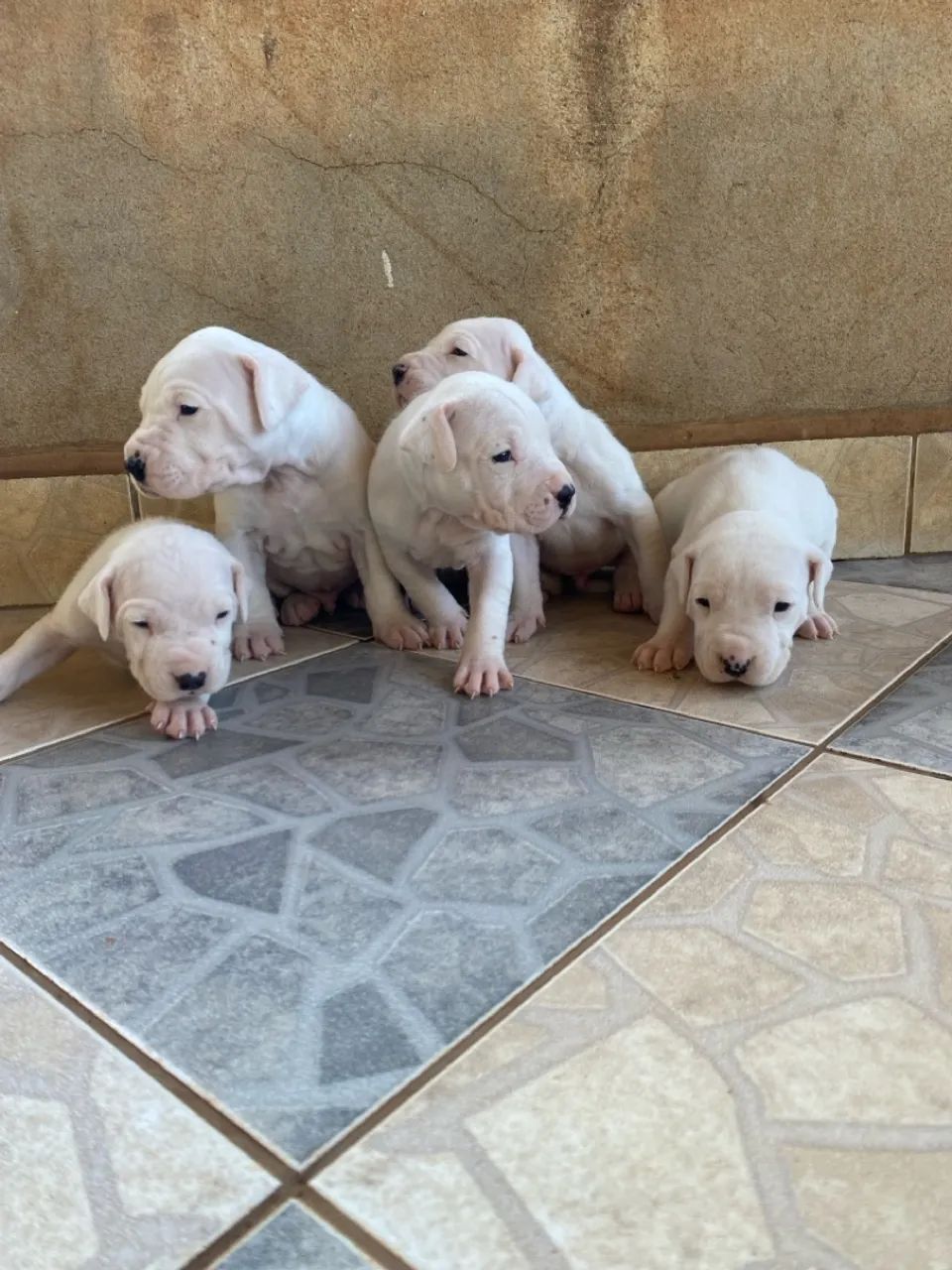 Dog Argentino - Foto 4