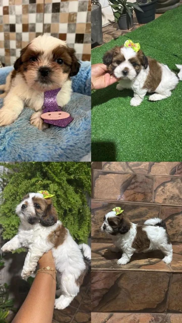 Shih Tzu adorável 