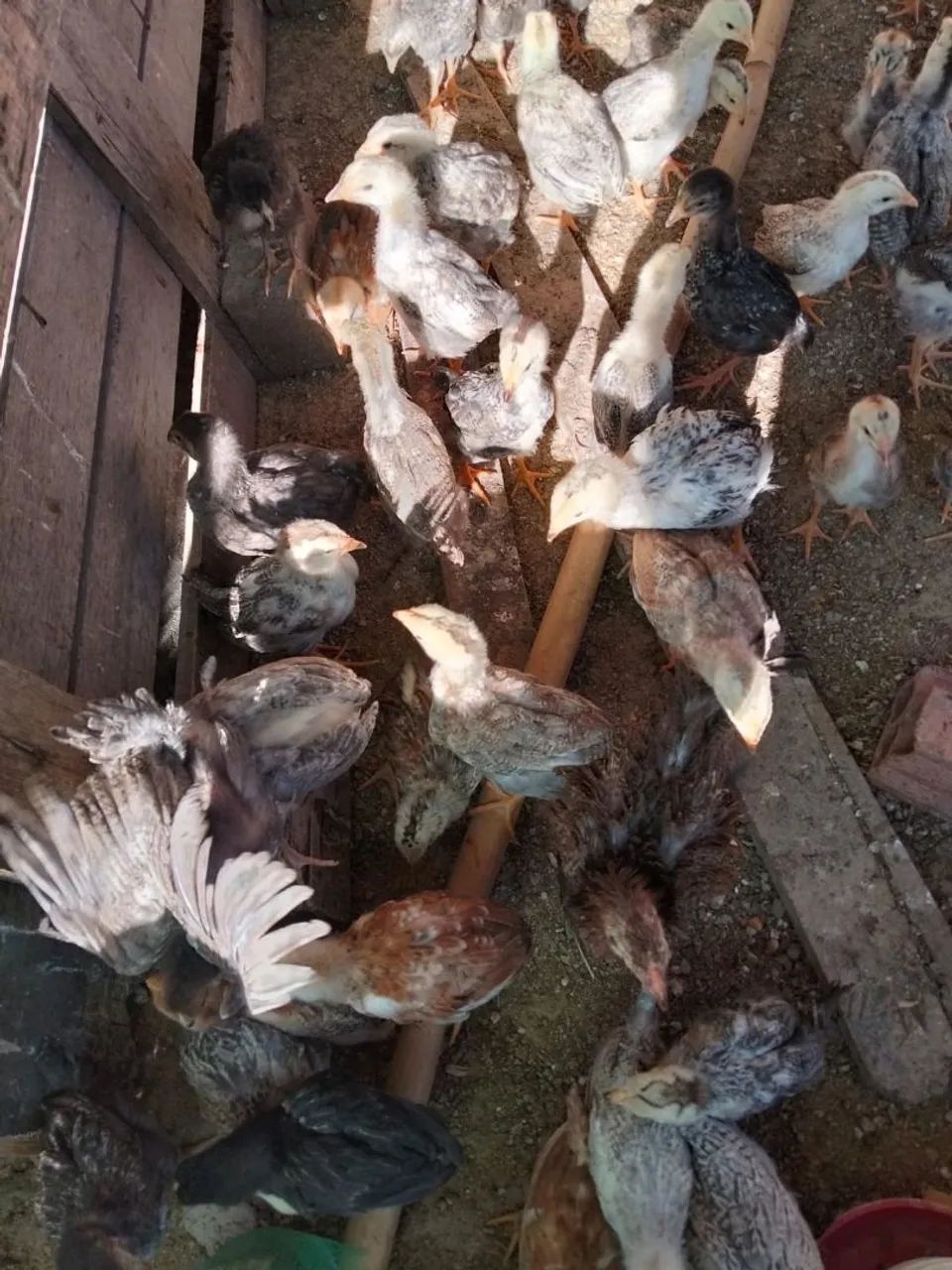 Pintinhos dupla aptidão ovos e carne.