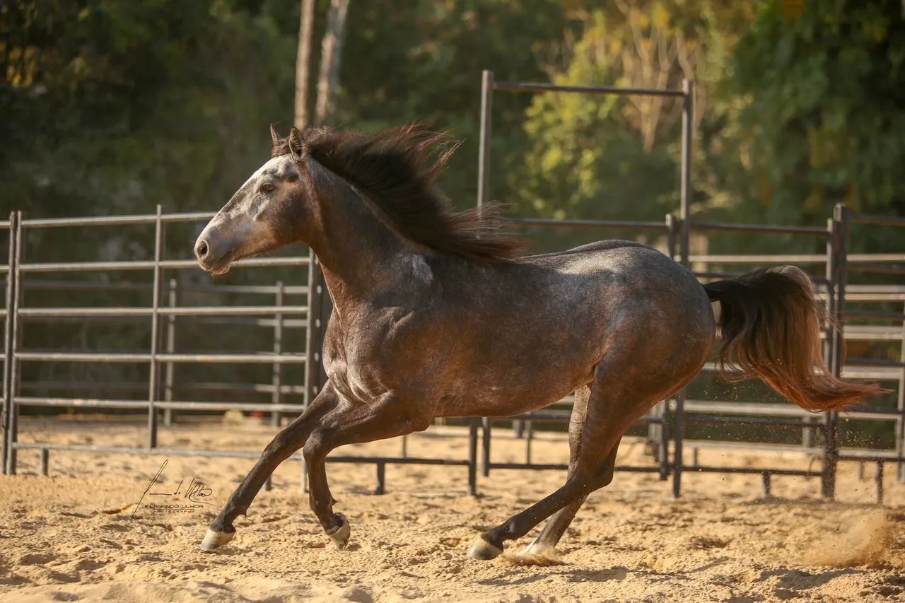 CAVALO QUARTO DE MILHA - Foto 6