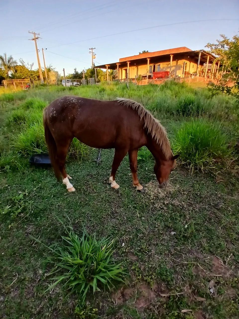 Petisco muito  manso