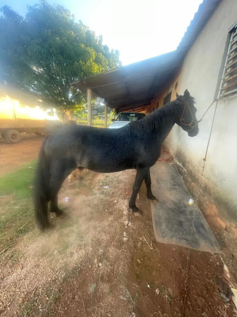 Cavalo - Foto 2