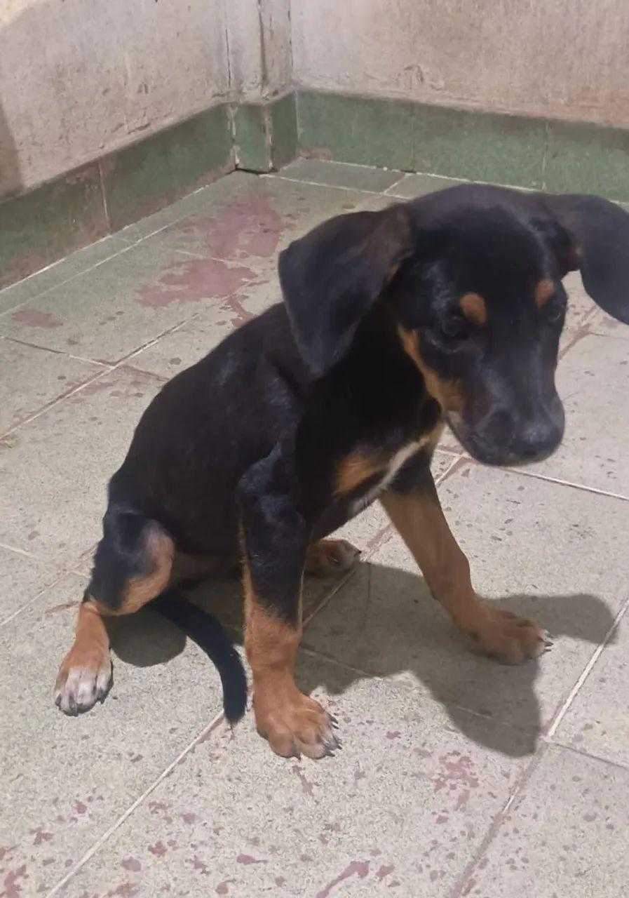 Adoção responsável  - Foto 3