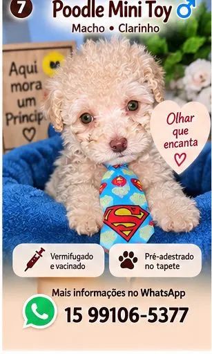 Poodle mini toy  machos - Foto 2