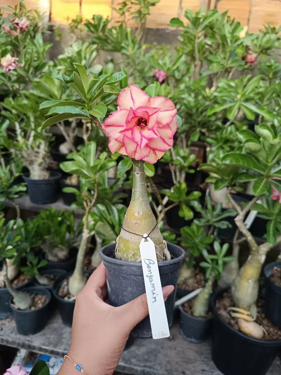 Rosa do deserto 