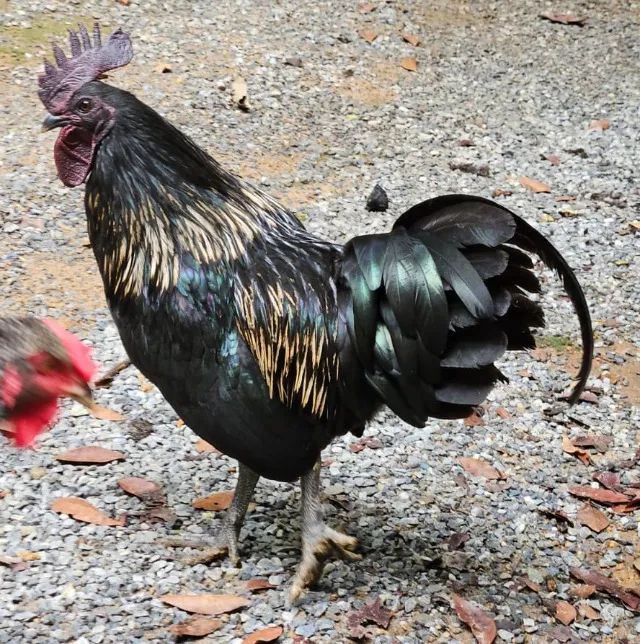 Galo Ayam Cemani - Foto 2