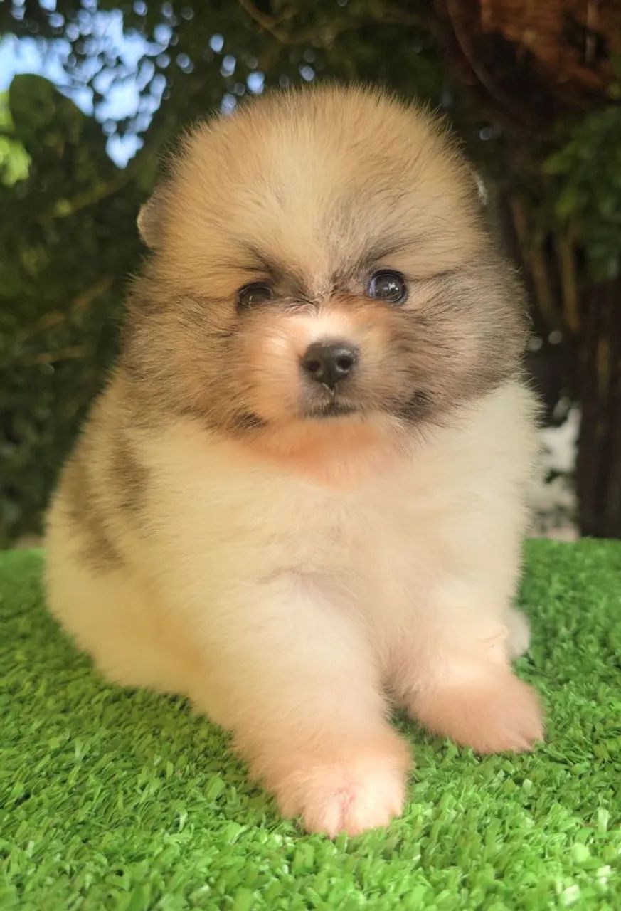 LuluPomerania 