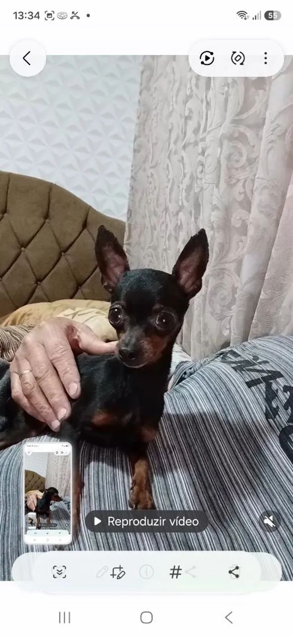 Animais d estimaçao