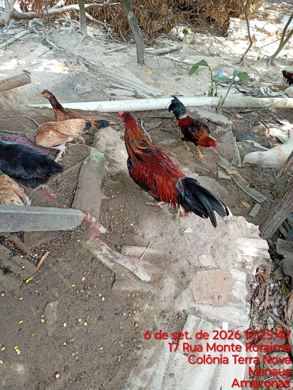 Galo  - Foto 5