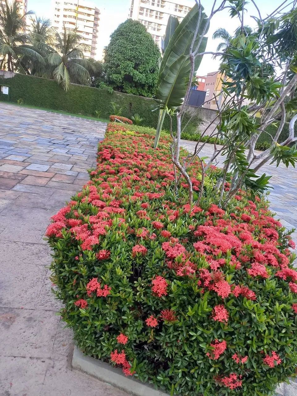 JARDINEIRO - Servicos de Jardinagem  - Foto 3