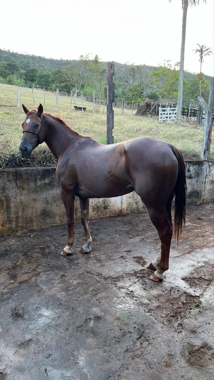 Égua QM - Foto 4