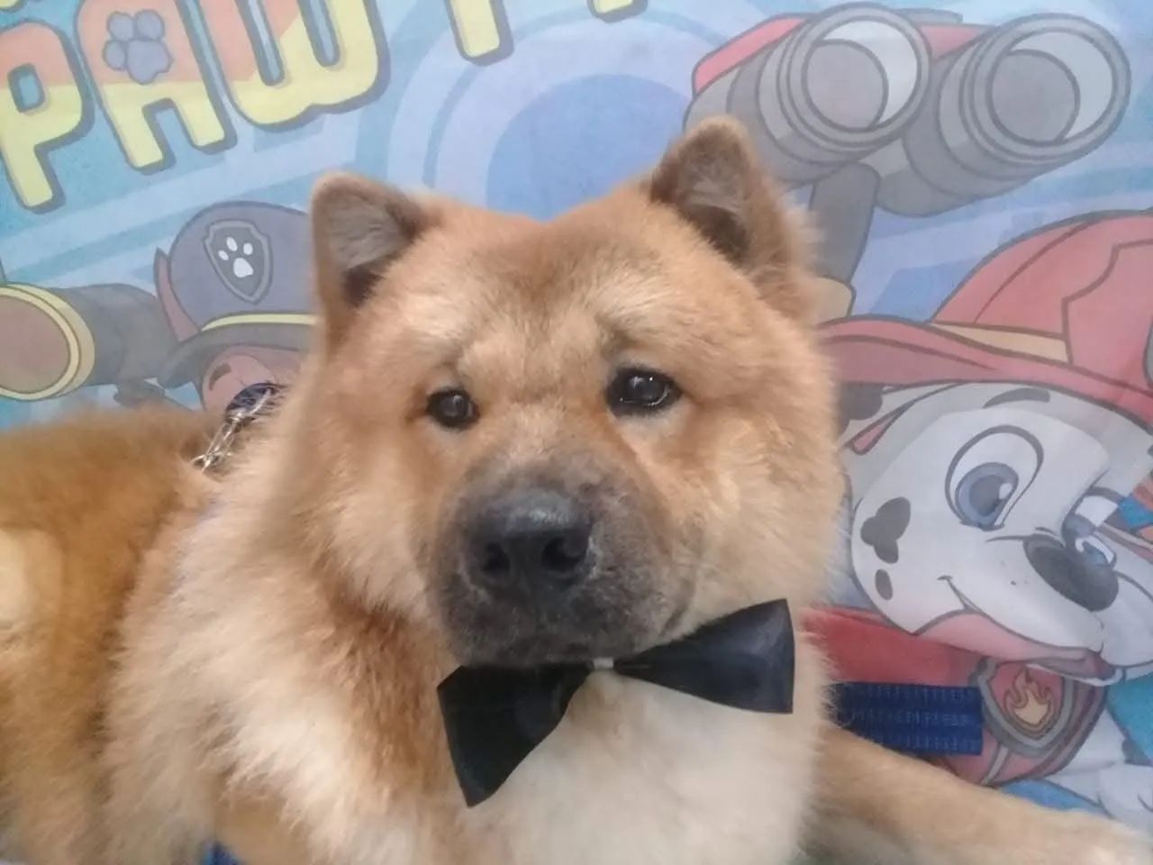 Chowchow lindo