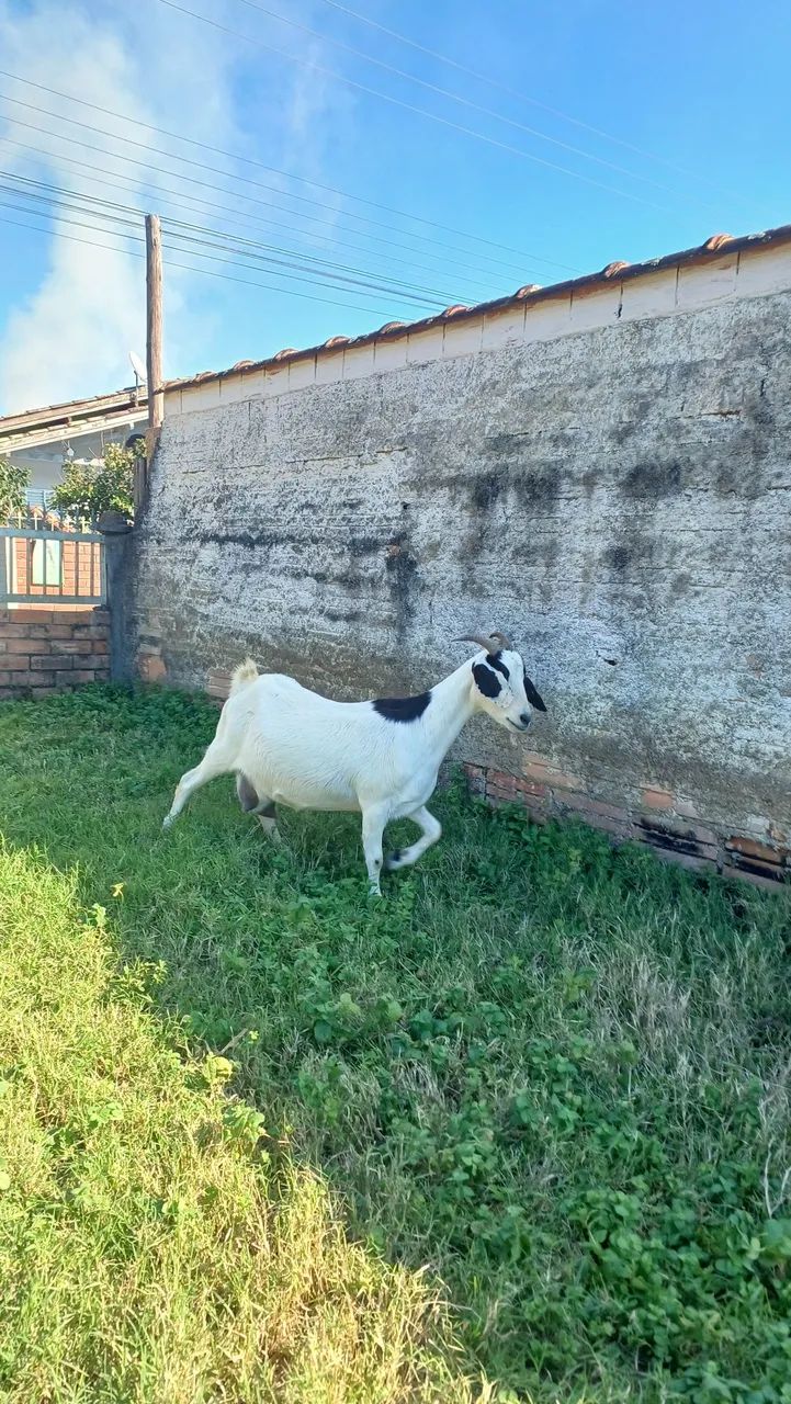 Cabras leiteiras  - Foto 4