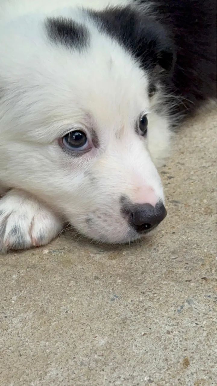 Border Collie @canilcfdog - Foto 3