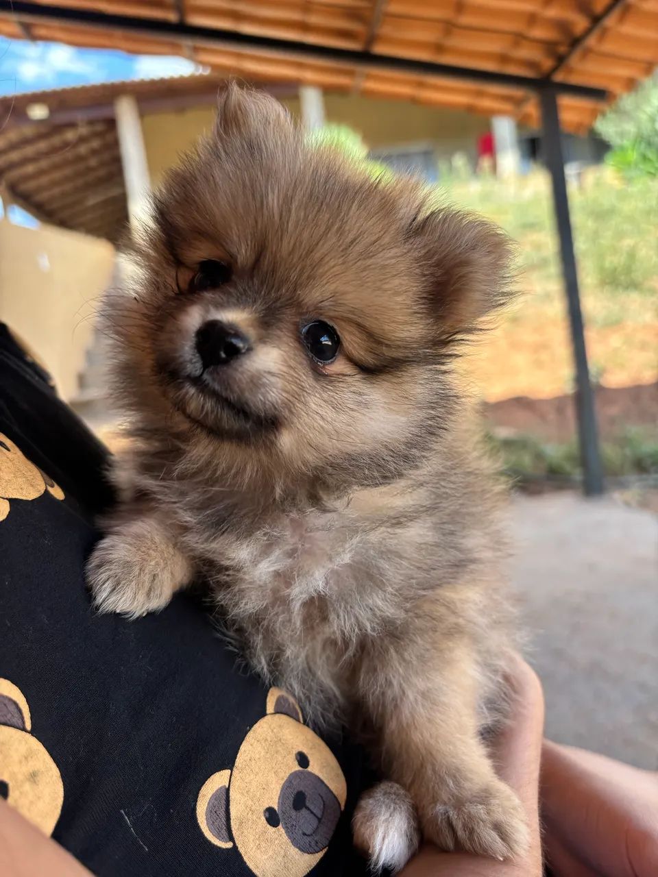 Spitz Anão - Foto 3