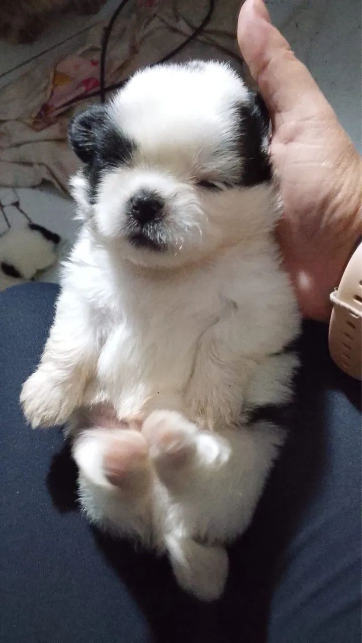 Cachorro shih tzu - Foto 2