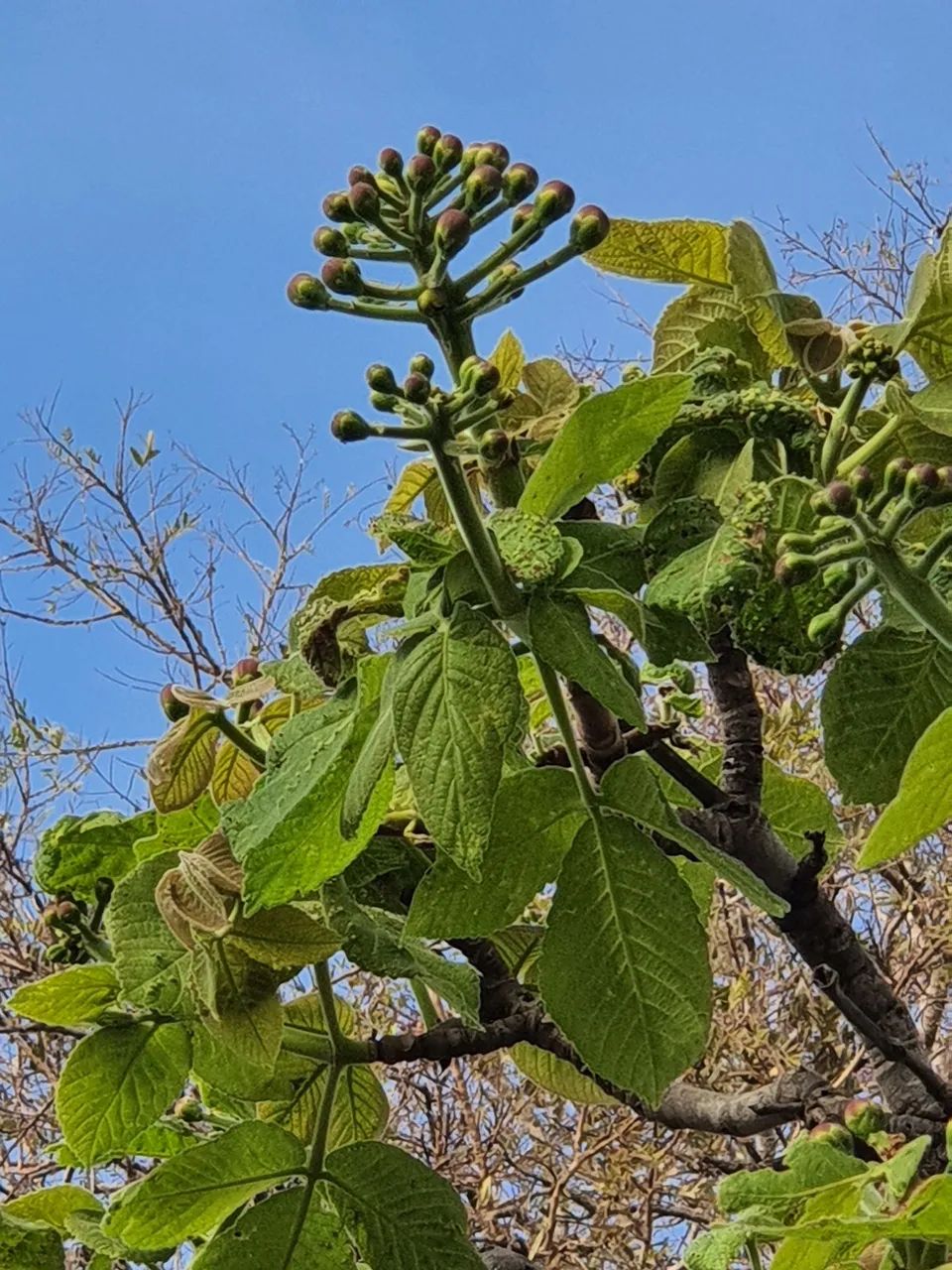 Chácara em taboquinha  - Foto 4